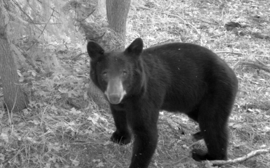 Learn animal tracking while searching for rare carnivores on Mt Hood