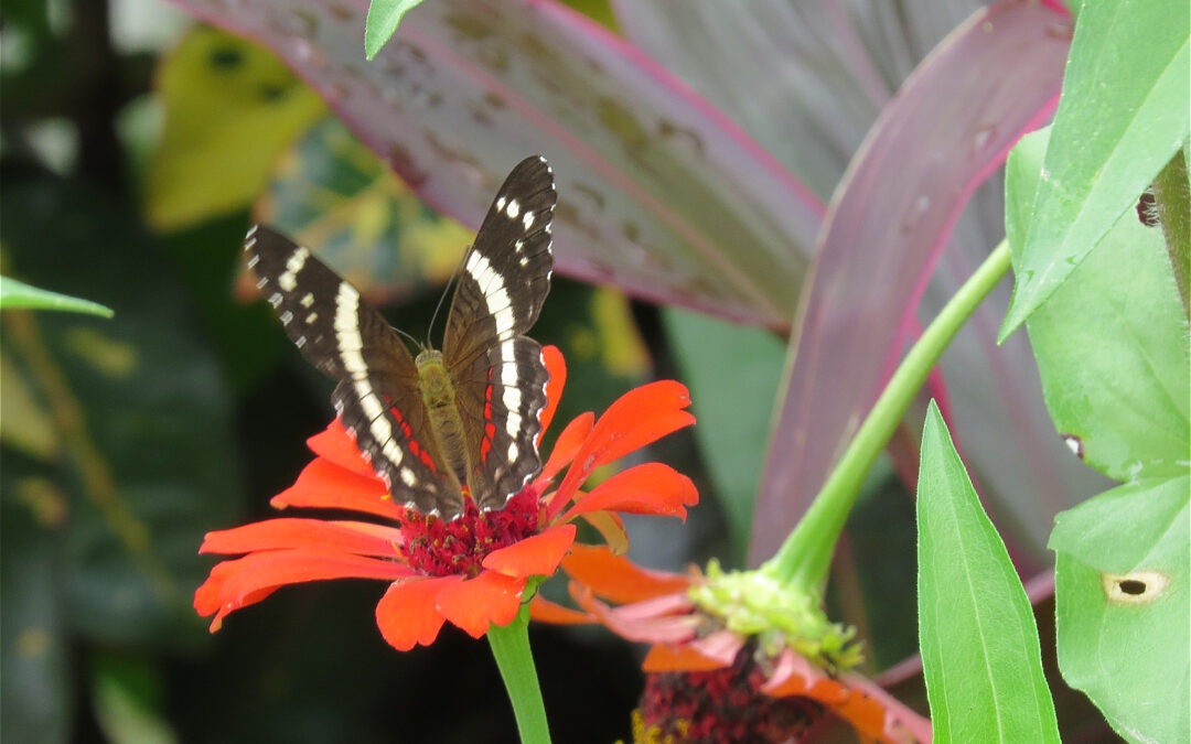 Mutualism, deception, and self-defense: the complex dance of coevolution in insects and plants