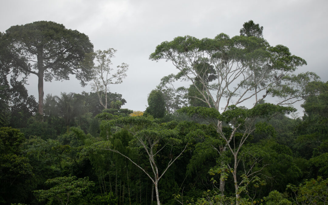 The Last Flying River: Ecological and Cultural Conservation in the Amazon