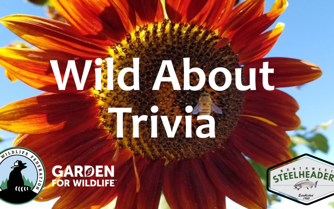 Wild About Trivia