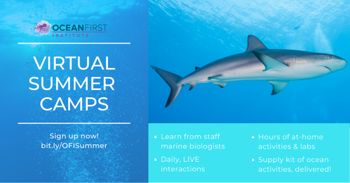 Virtual Marine Science Summer Camp, Grades 3rd-8th!